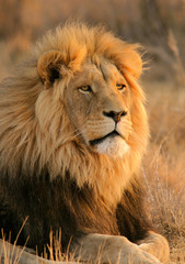Plakat duży samiec lwa