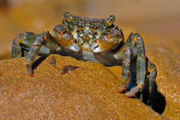 green rock crab - obrazy, fototapety, plakaty