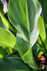 tropical funnel leaf