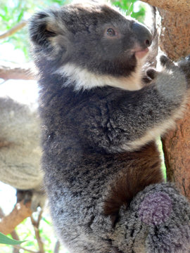 koala cub climbing