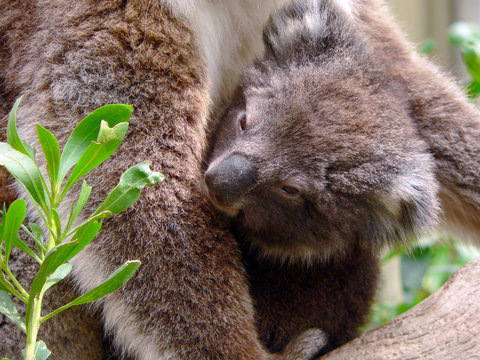koala in mothers arms