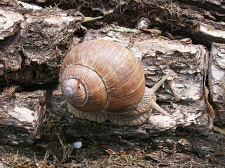 snail