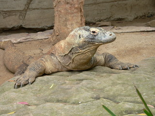 lizard