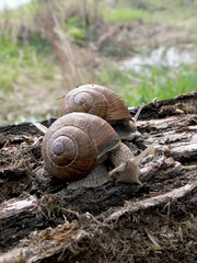 snails