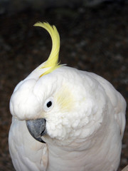 cockatoo