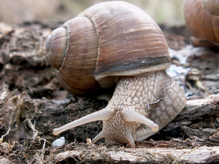 snail