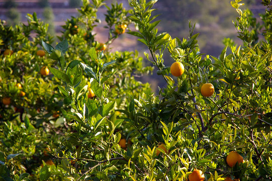 Orange Plant