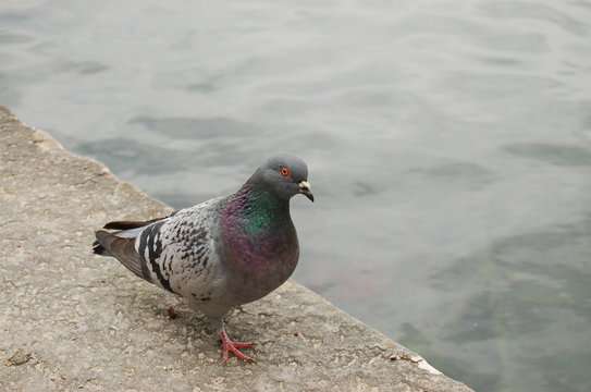 pigeon marche