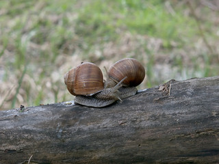 snails