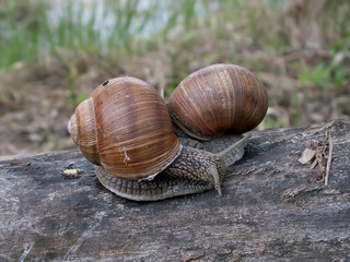 snails