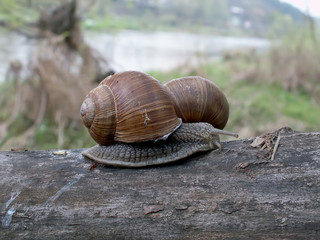 snails