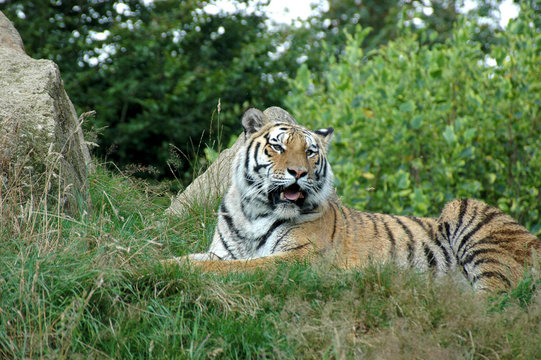 tiger