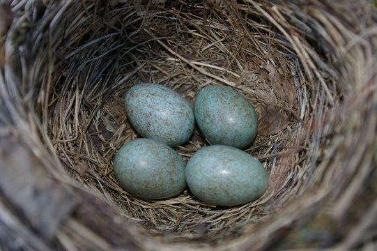 nest