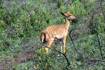 gazelle