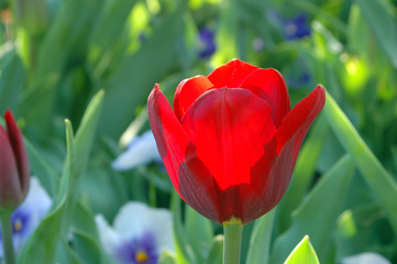 red tulip in sun