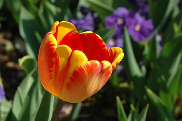 orange and yellow tulip