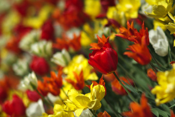Fototapeta na wymiar chicago tulips