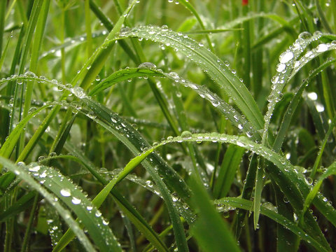 grass and morning dew