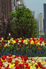 tulips on michigan avenue