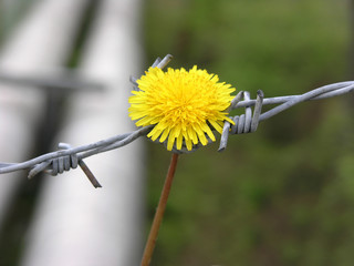 hoffnung