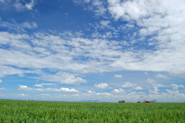 spring field