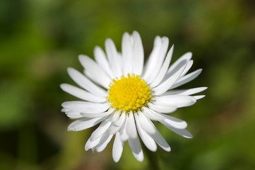 isolated white daisy