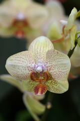 yellow orchid close-up