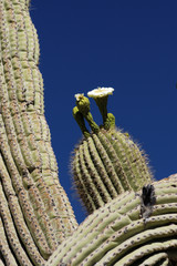 springtime cactus blossoms 2