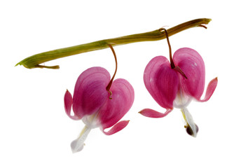 Obraz premium two fuchsia (bleeding heart) blossoms