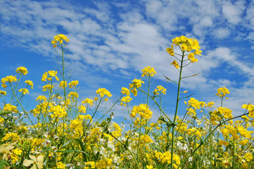 forest of flowers