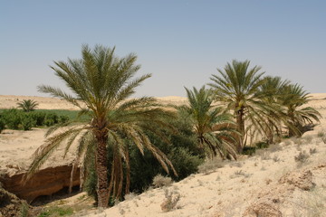 Fototapeta premium sahara686