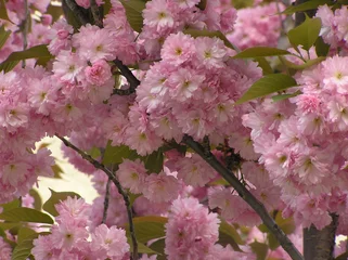Wall murals Cherryblossom sakura flowering