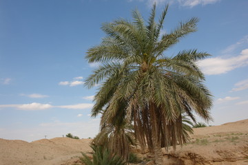 sahara592
