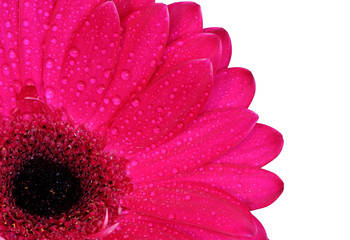 gerbera daisy in the corner