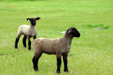 lambs in the spring
