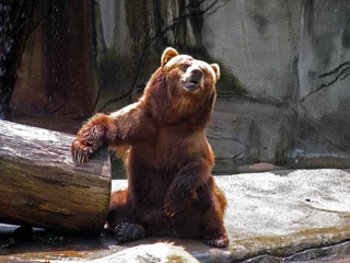 Rolgordijnen barroom bear © rxr3rxr3