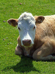 california cow