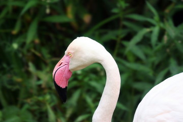 shy flamingo