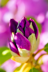 unfolding brilliance