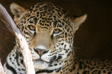 Leoparden-Look