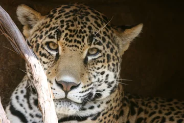 Foto auf Acrylglas Panther Leoparden-Look