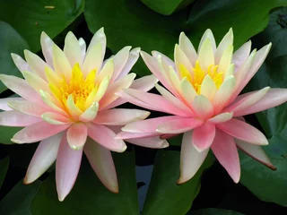 Deurstickers Waterlelie lily twins