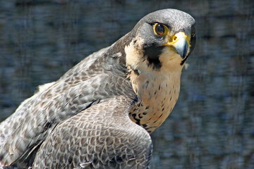 peregrin falcon
