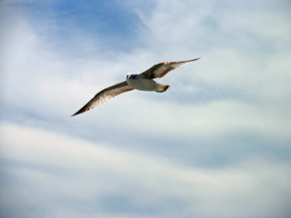 seagull in flight