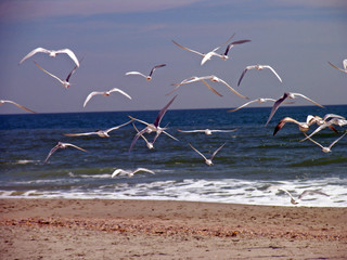 seagulls in flight
