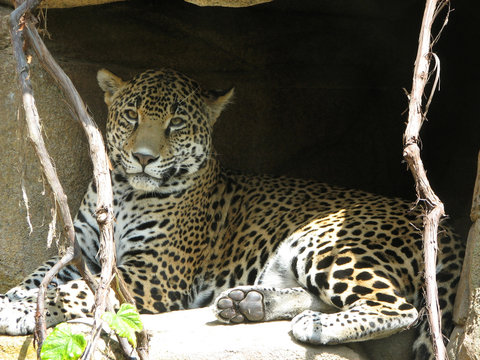 lounging leopard