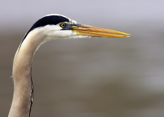 profile headshot of a great blue heron