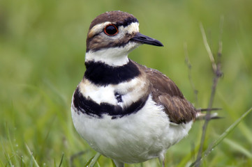 killdeer in the rain