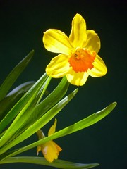 yellow daffodil with an orange twist