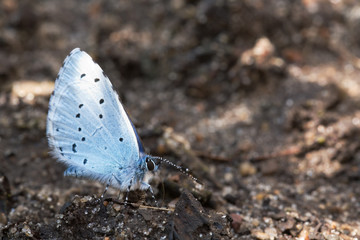 schmetterling